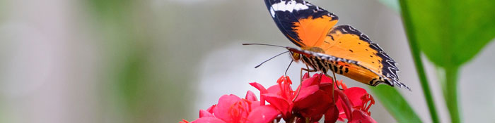 butterfly on a flower